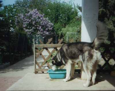 Hundepension - Seiler
